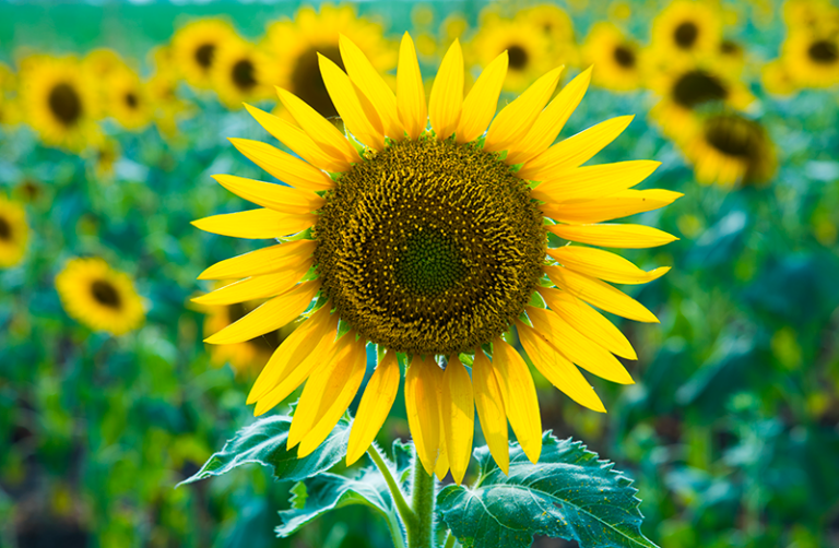 Closeup of sunflower in a field of sunflowers.