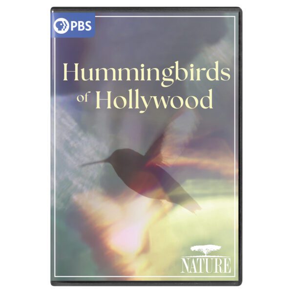 NATURE: Hummingbirds of Hollywood - Image 4