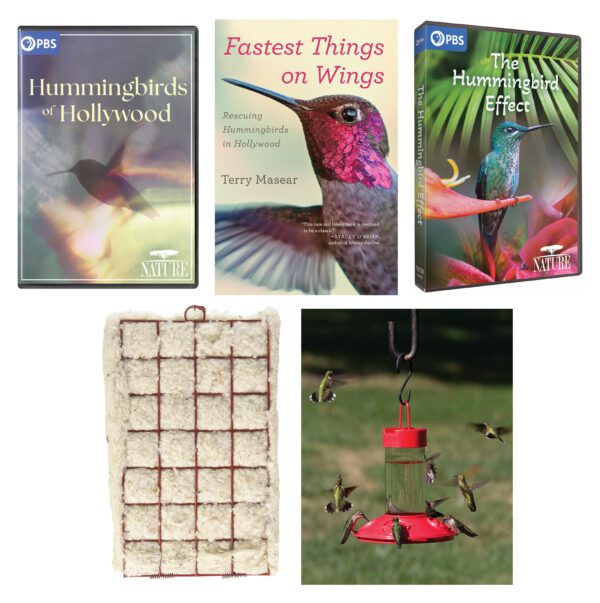 NATURE: Hummingbirds of Hollywood
